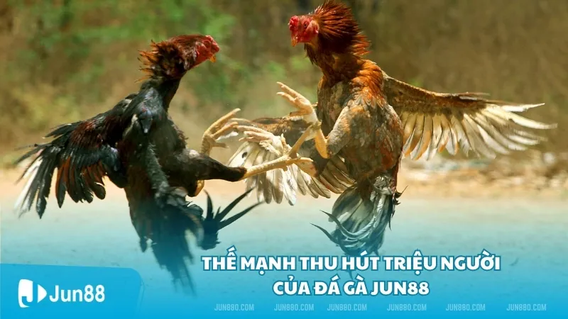 Thế mạnh thu hút của Đá Gà Jun88