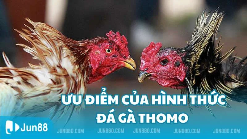 Ưu điểm của loại hình đá gà Thomo