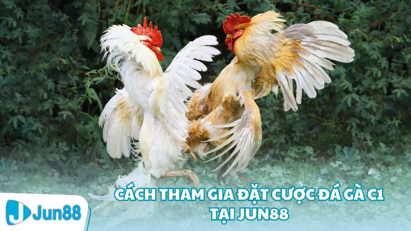 Cách tham gia đặt cược đá gà C1 tại Jun88