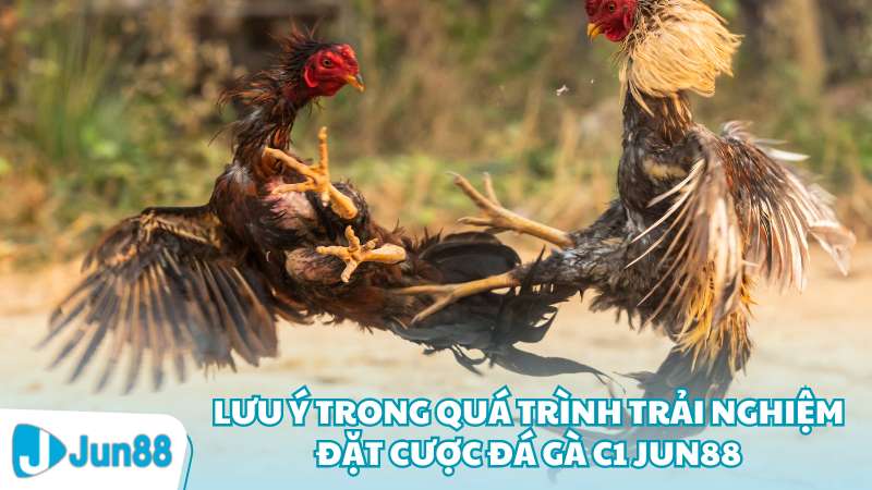 Lưu ý trong quá trình trải nghiệm đặt cược đá gà C1 Jun88